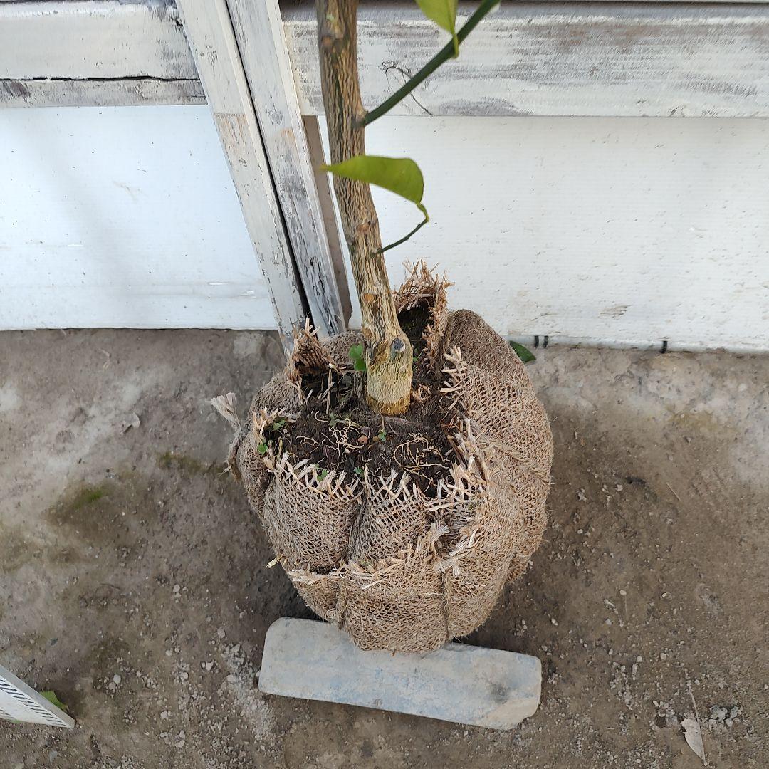 ブラッドオレンジ タロッコ 3年生 大苗