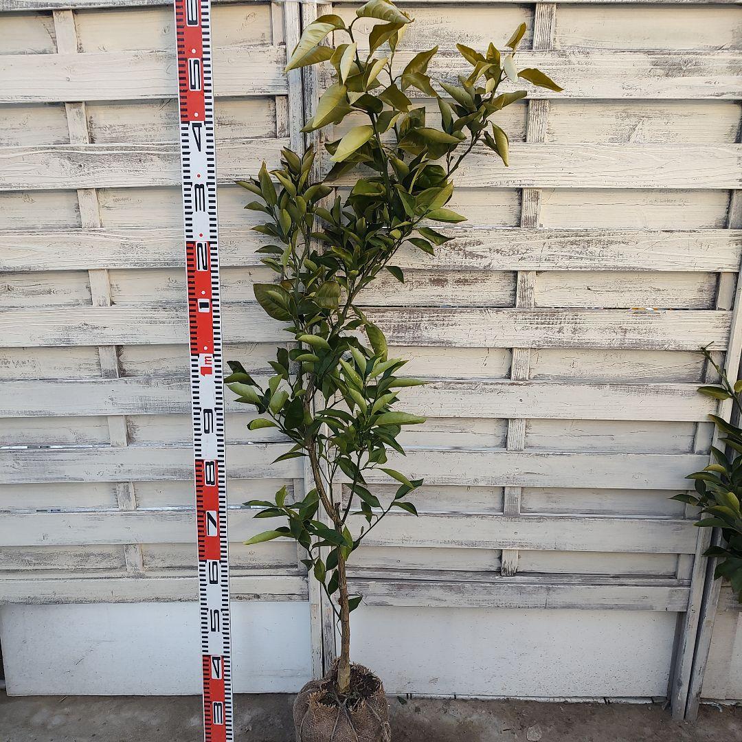 ブラッドオレンジ タロッコ 3年生 大苗