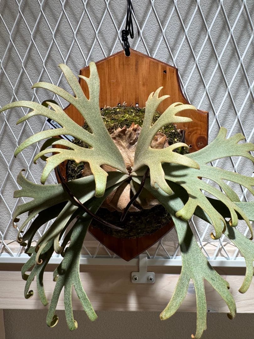 P. willinckii Jenny TC P-BORD×Z-hego