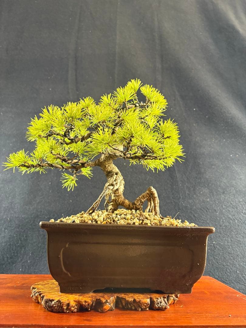 貴風盆栽、赤石五葉松、根上がり、模様木 目立った傷や汚れなし