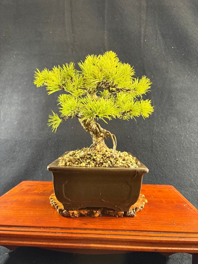 貴風盆栽、赤石五葉松、根上がり、模様木 目立った傷や汚れなし