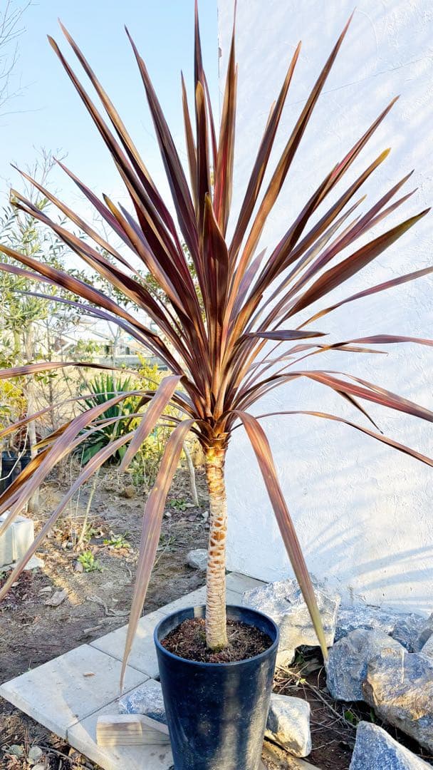 超大株！コルジリネ コーヒークラシック1.6M(鉢底から)品番B☆数量限定セール