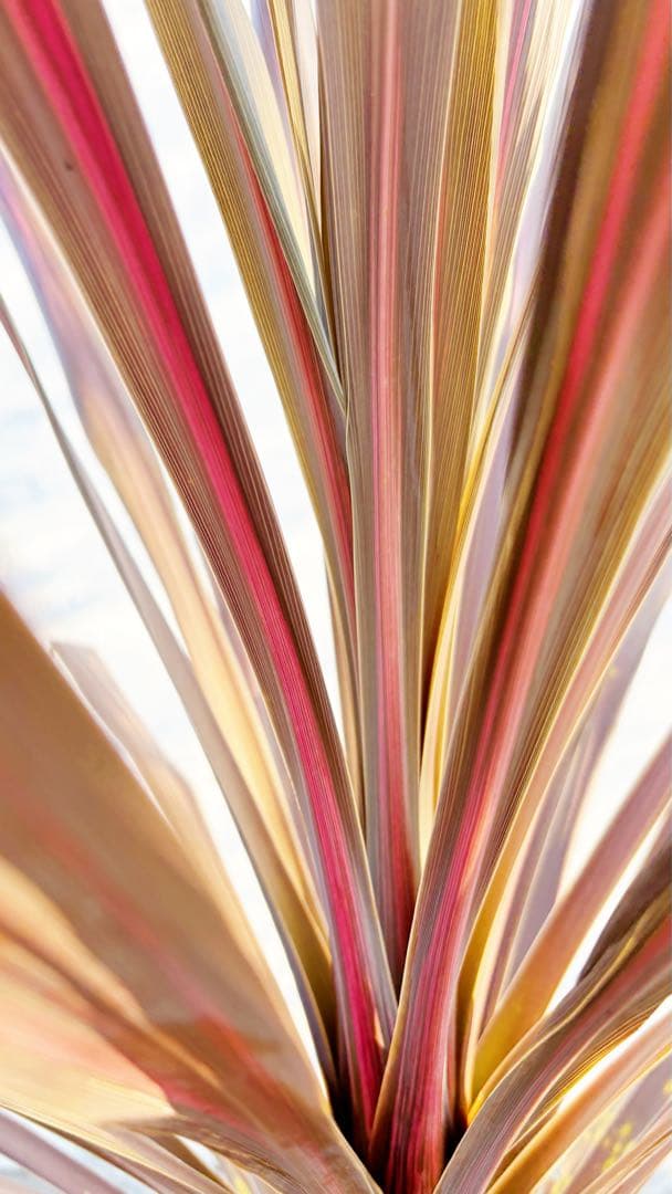 超大株！コルジリネ コーヒークラシック1.6M(鉢底から)品番B☆数量限定セール