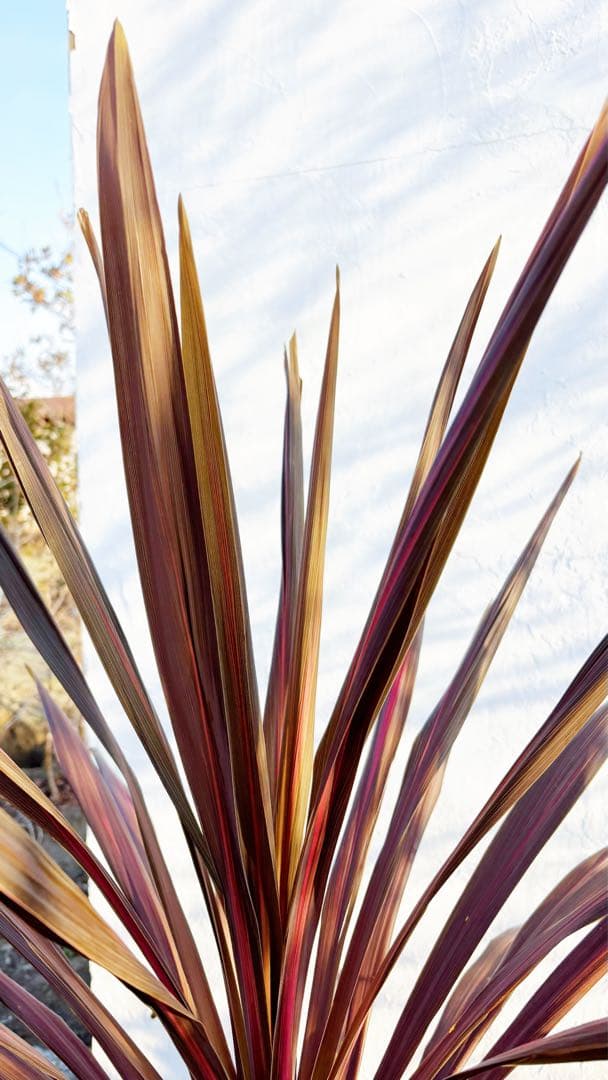 超大株！コルジリネ コーヒークラシック1.6M(鉢底から)品番B☆数量限定セール