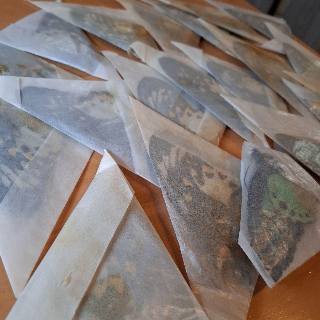 外国産蝶標本　三角紙　大量　まとめて　トリバネアゲハ　ニシキオオツバメガ