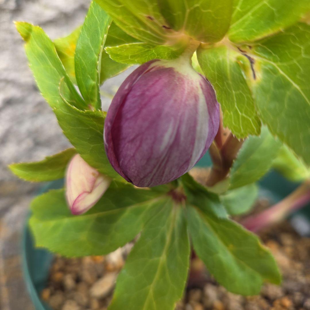 クリスマスローズ　絞り認定　鉄人06