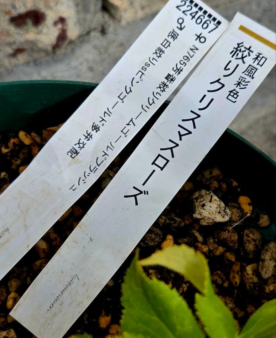 クリスマスローズ　絞り認定　鉄人06