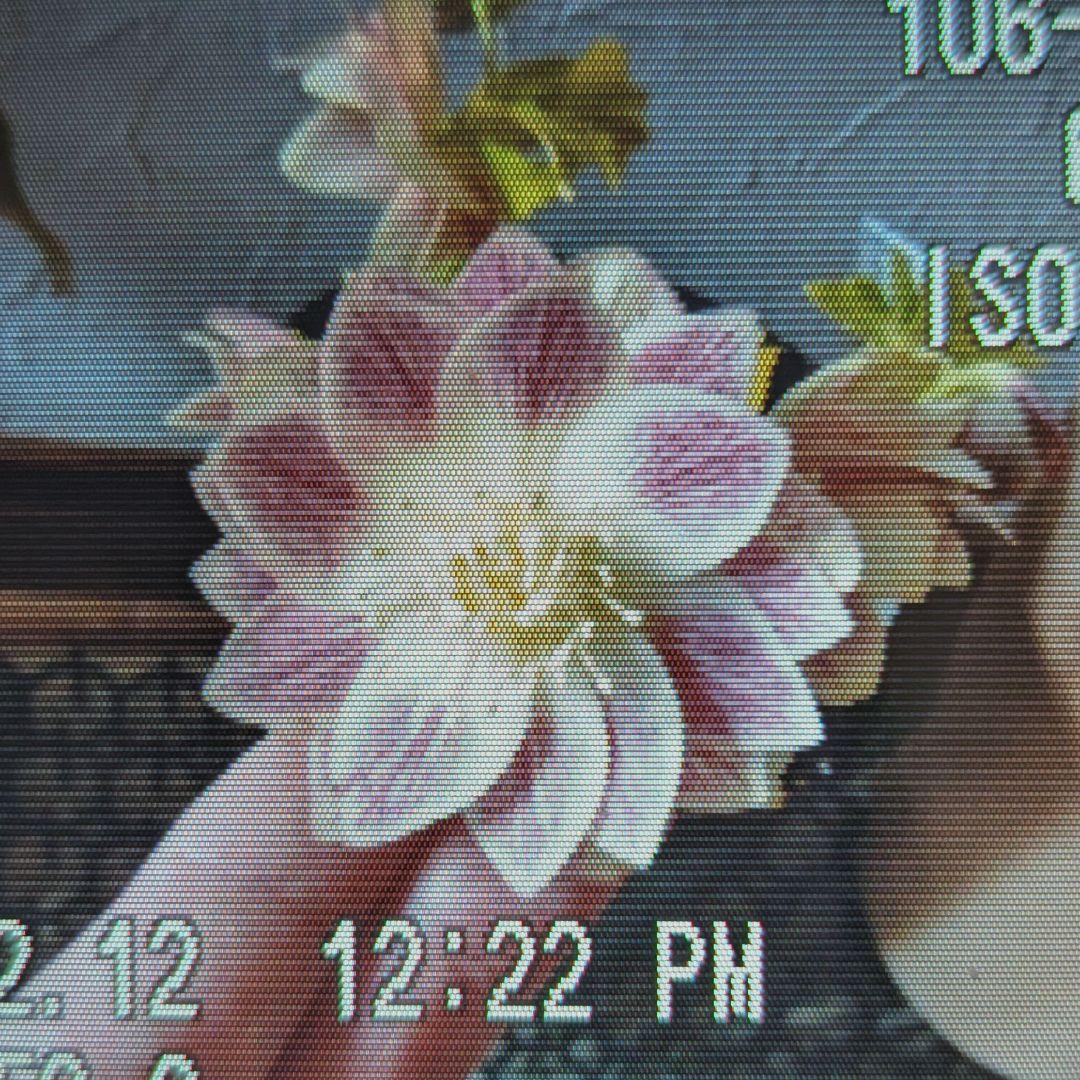 【清〇様】プリマヴェーラゴールドグラデクリスマスローズ苗