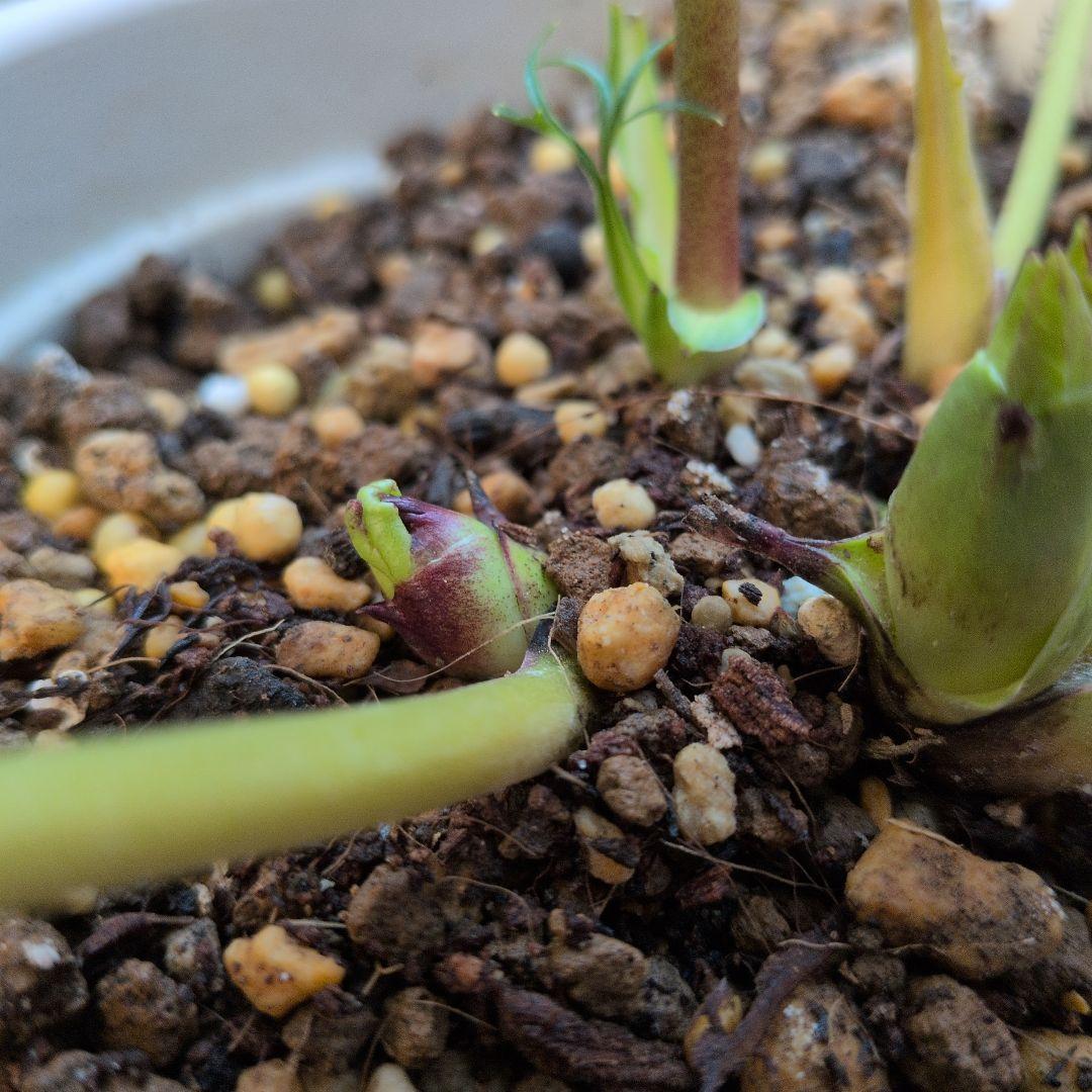 【清〇様】プリマヴェーラゴールドグラデクリスマスローズ苗