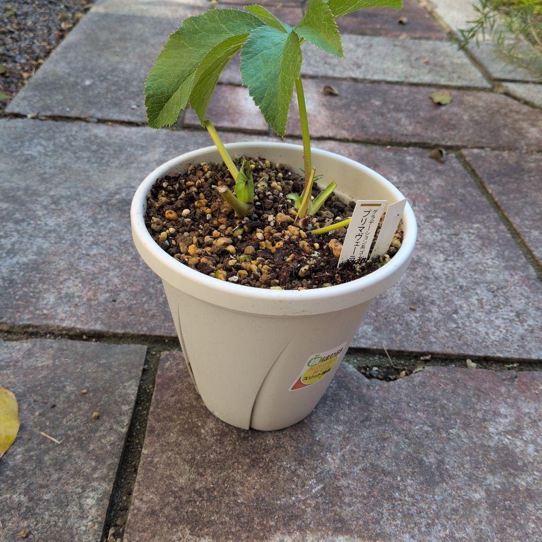 【清〇様】プリマヴェーラゴールドグラデクリスマスローズ苗