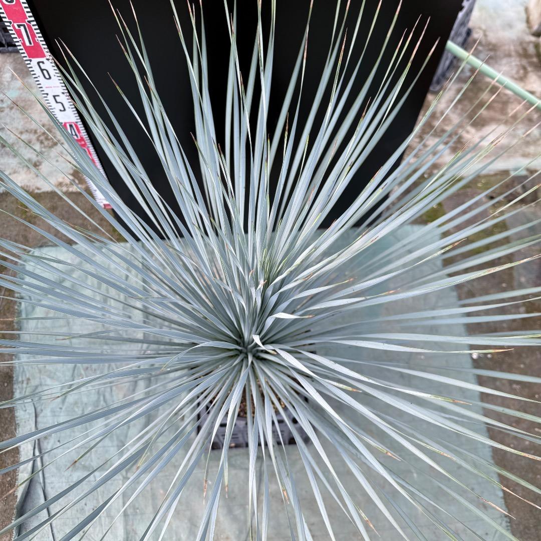 は*な様 【AL1151】ユッカ　ロストラータ　ランチョブルー　数量限定