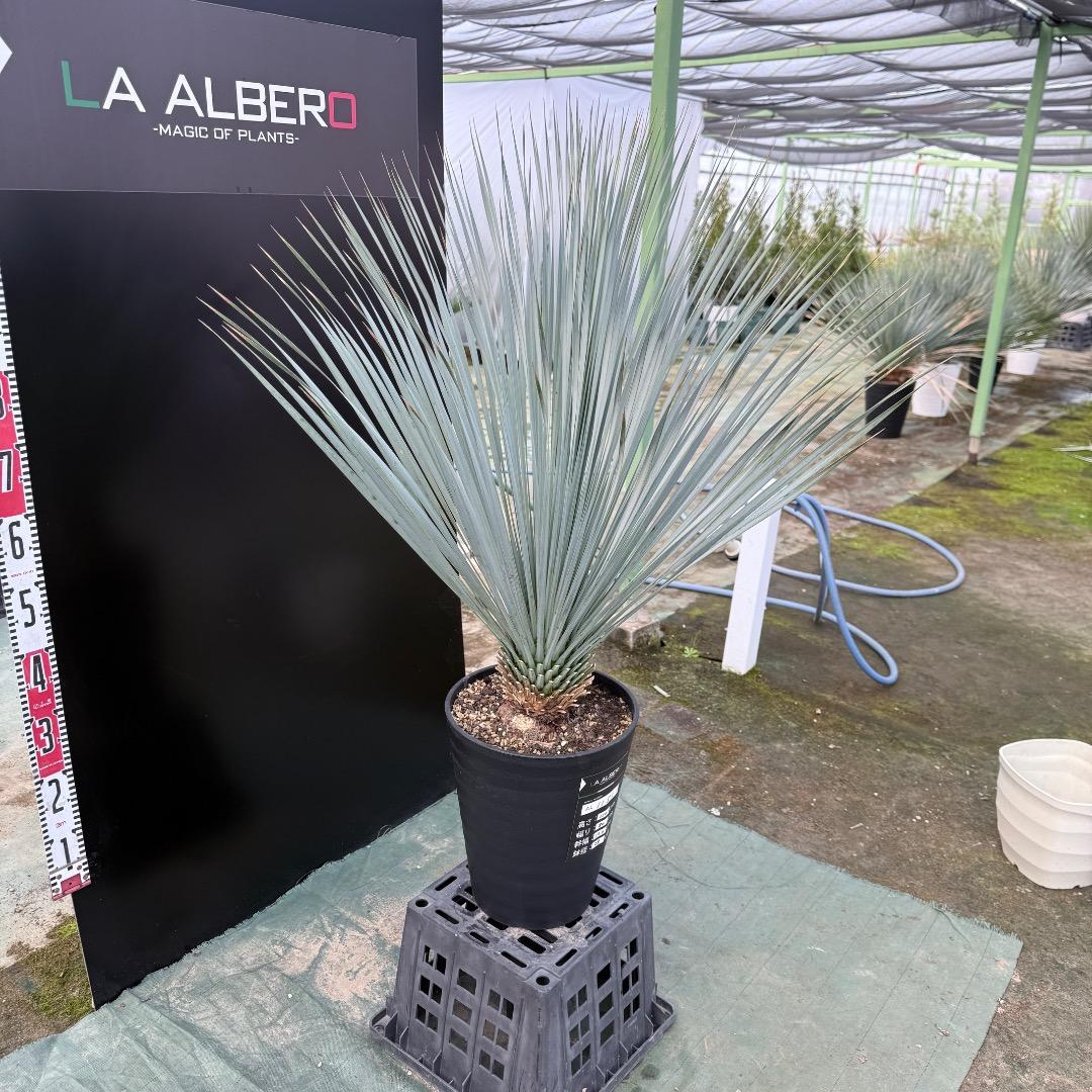 は*な様 【AL1151】ユッカ　ロストラータ　ランチョブルー　数量限定