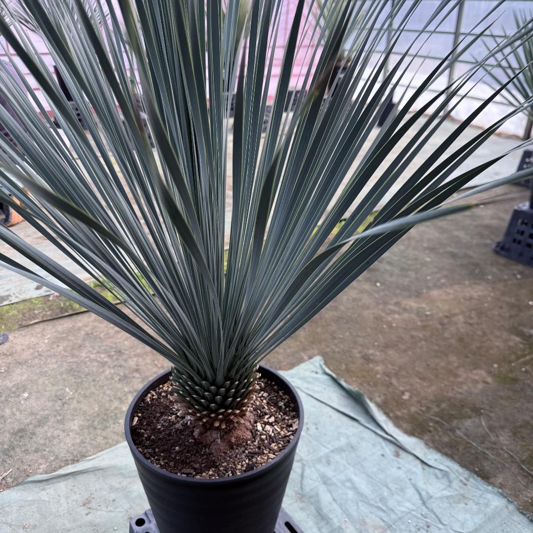 は*な様 【AL1151】ユッカ　ロストラータ　ランチョブルー　数量限定