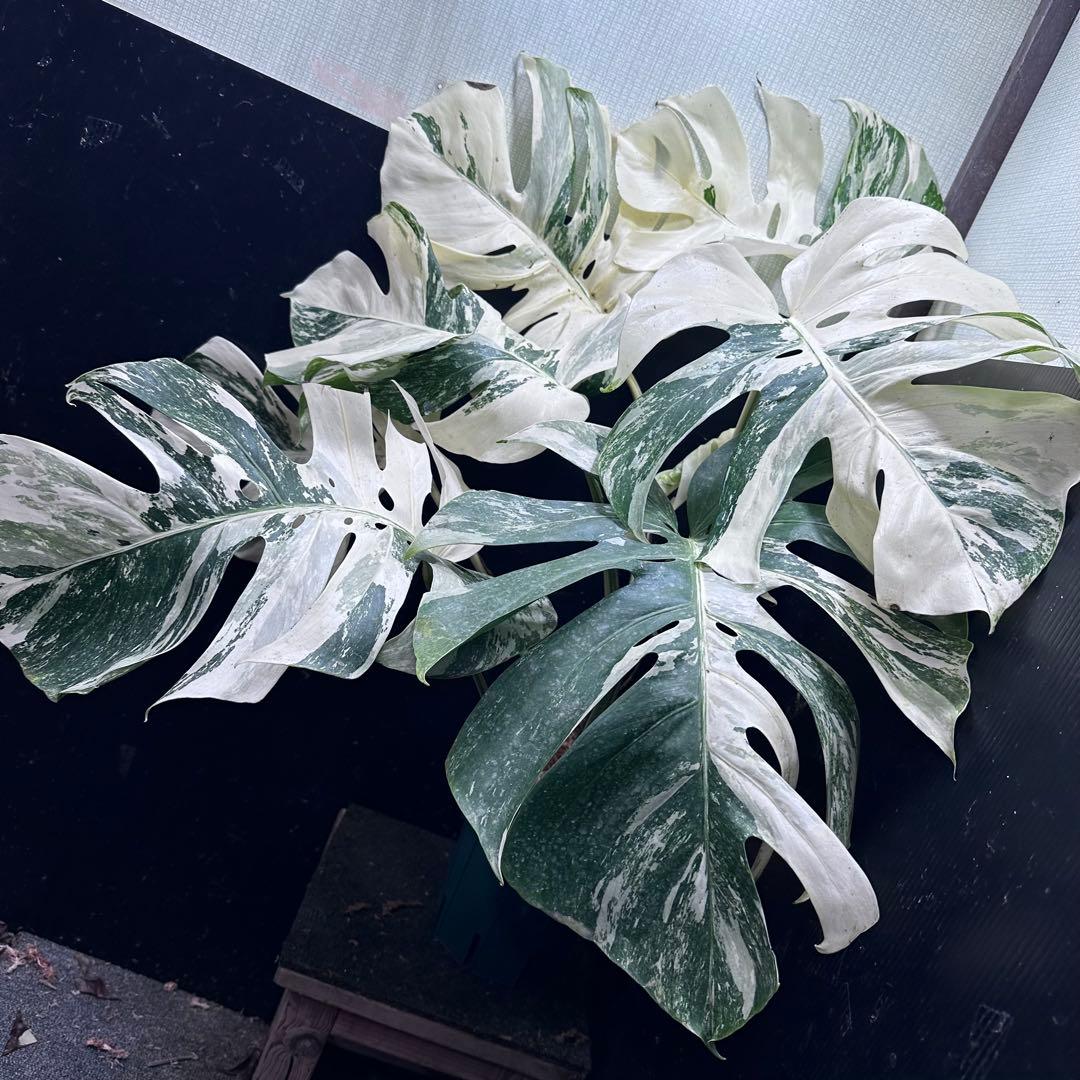 パ*ム様 斑入りモンステラ ホワイトタイガー極美大株91cm白斑多
