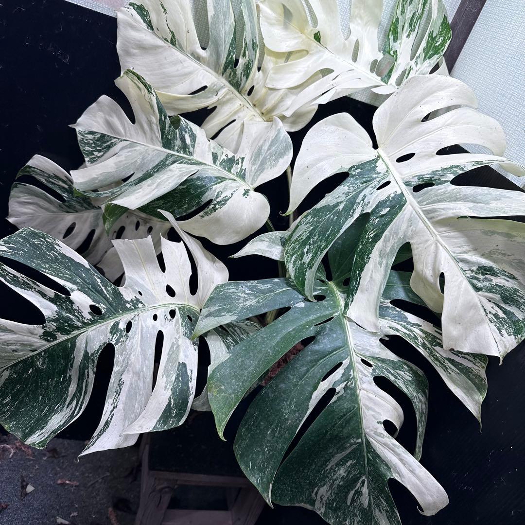 パ*ム様 斑入りモンステラ ホワイトタイガー極美大株91cm白斑多
