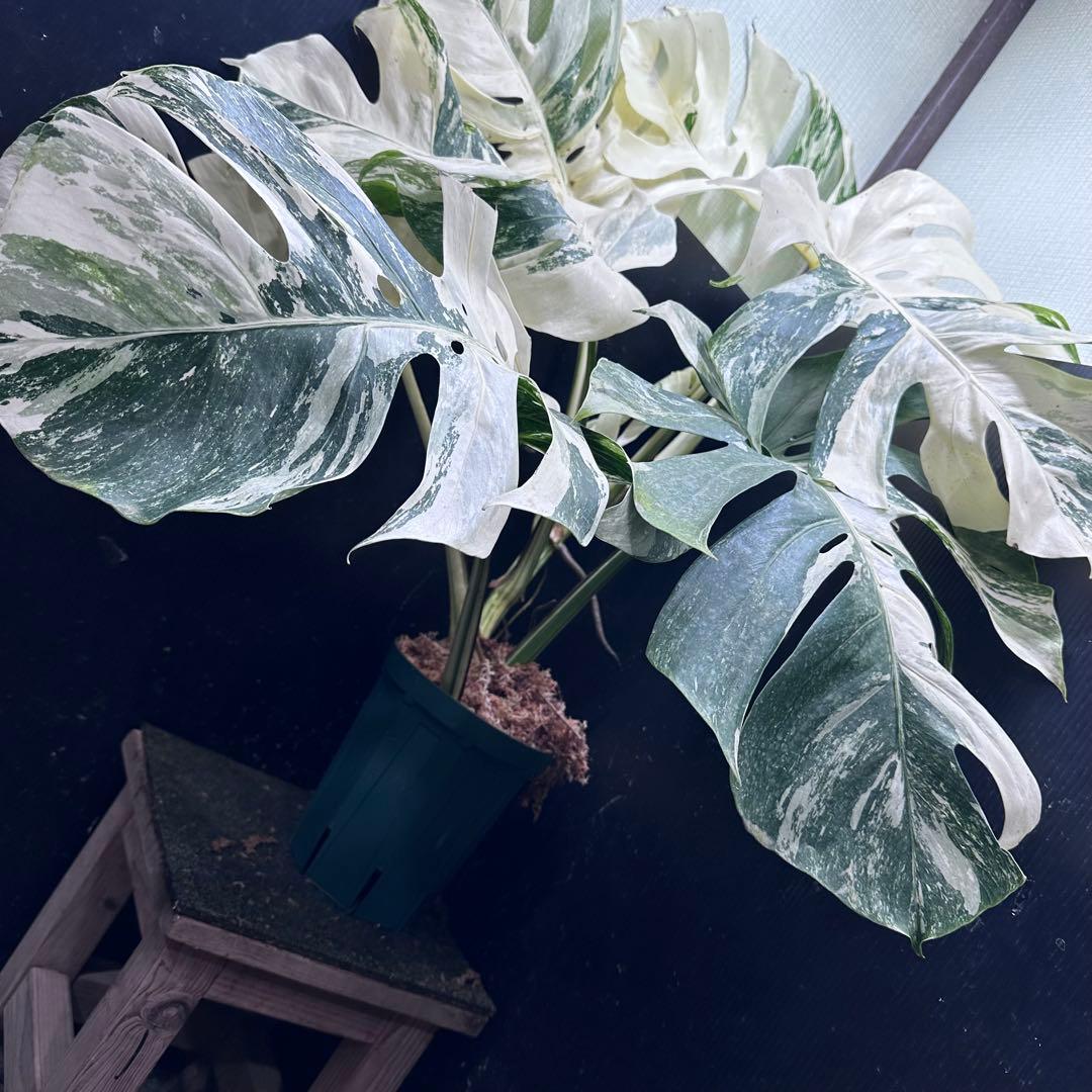 パ*ム様 斑入りモンステラ ホワイトタイガー極美大株91cm白斑多