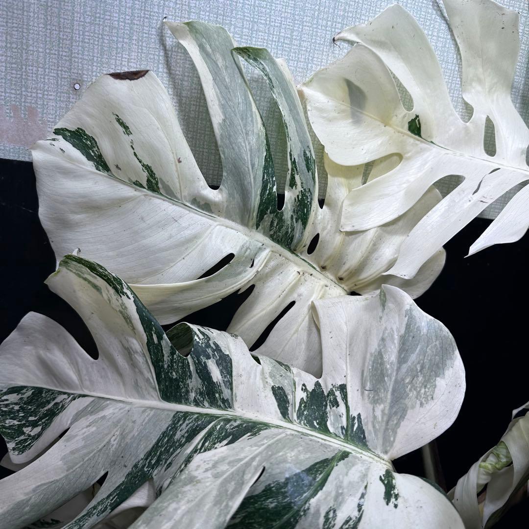 パ*ム様 斑入りモンステラ ホワイトタイガー極美大株91cm白斑多