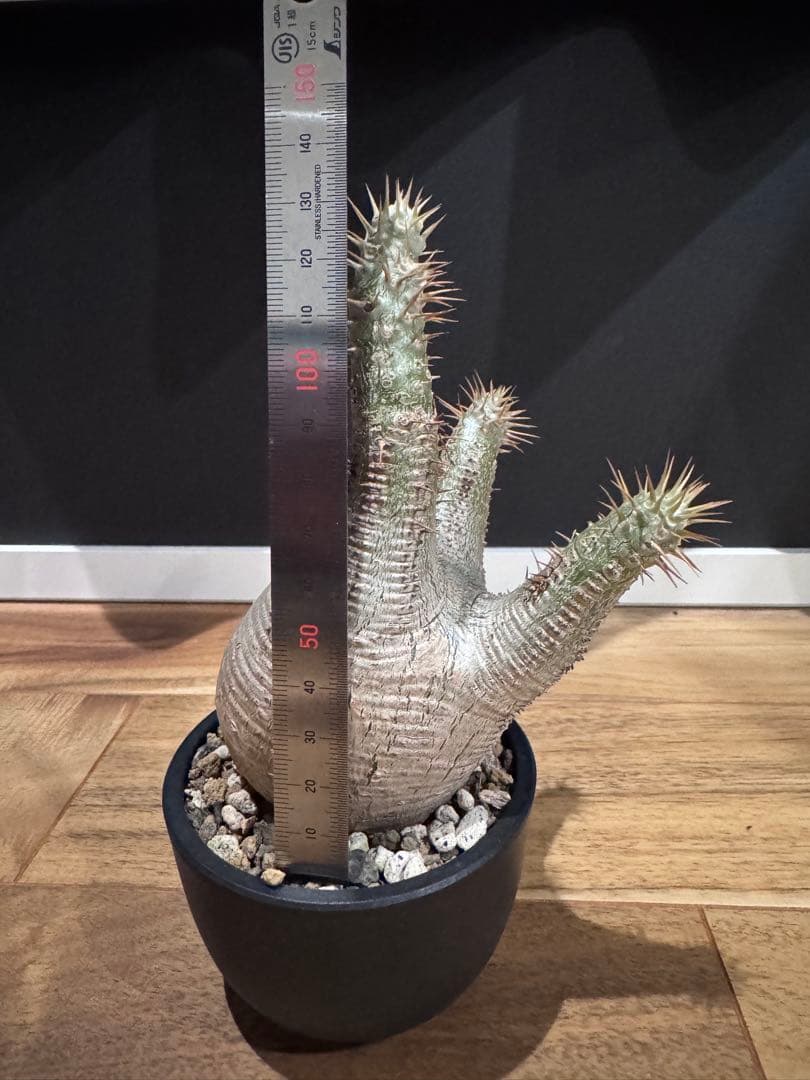 パキポディウム グラキリス 現地球