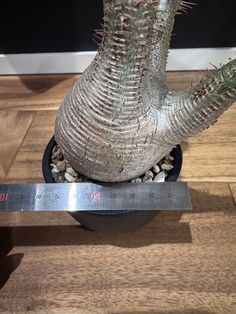 パキポディウム グラキリス 現地球