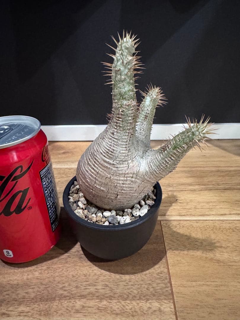 パキポディウム グラキリス 現地球