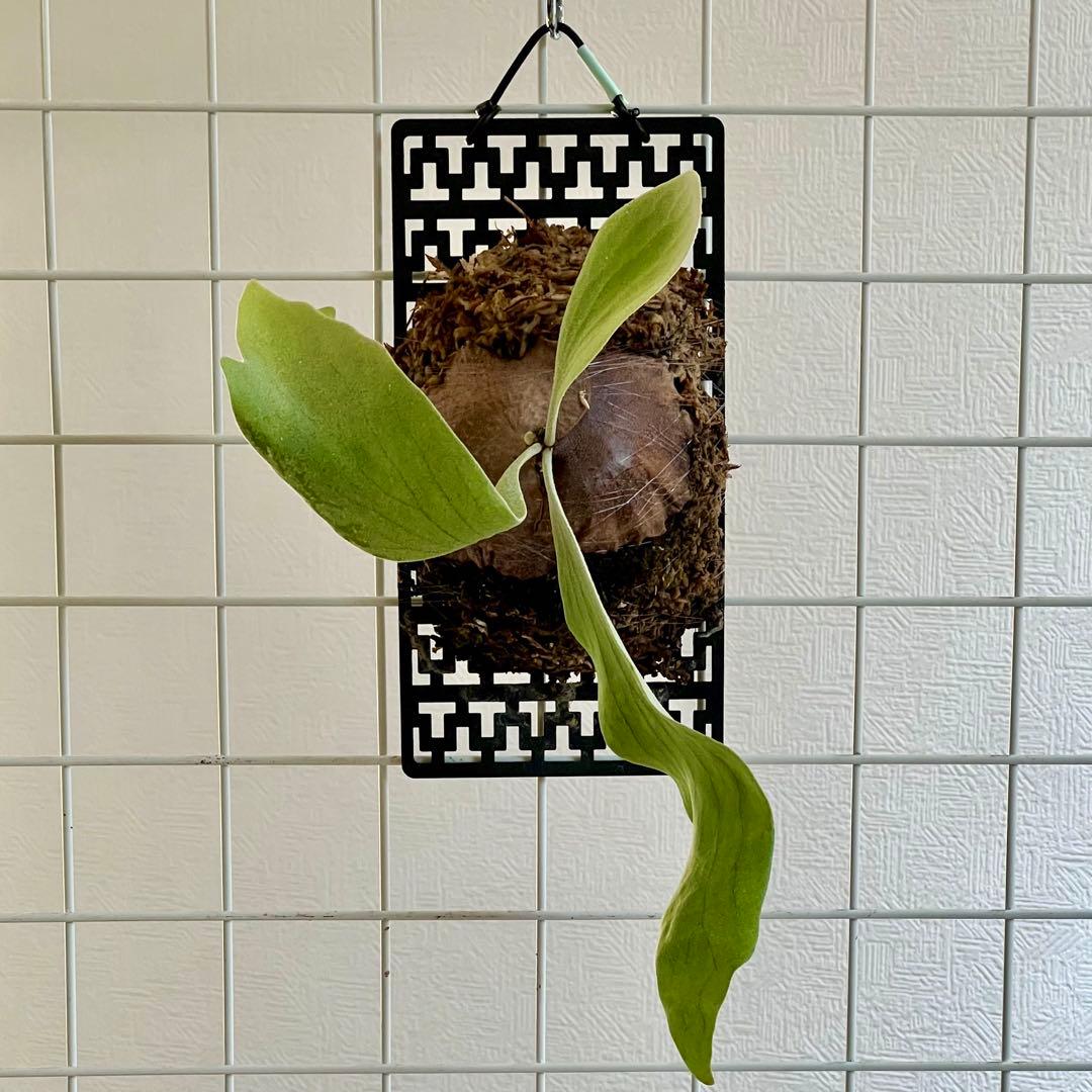 OC子株 platycerium ginka 銀華 pup ギンカ63ビカクシダ