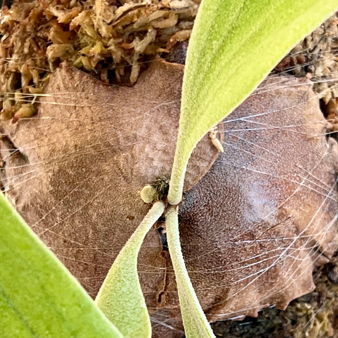 OC子株 platycerium ginka 銀華 pup ギンカ63ビカクシダ