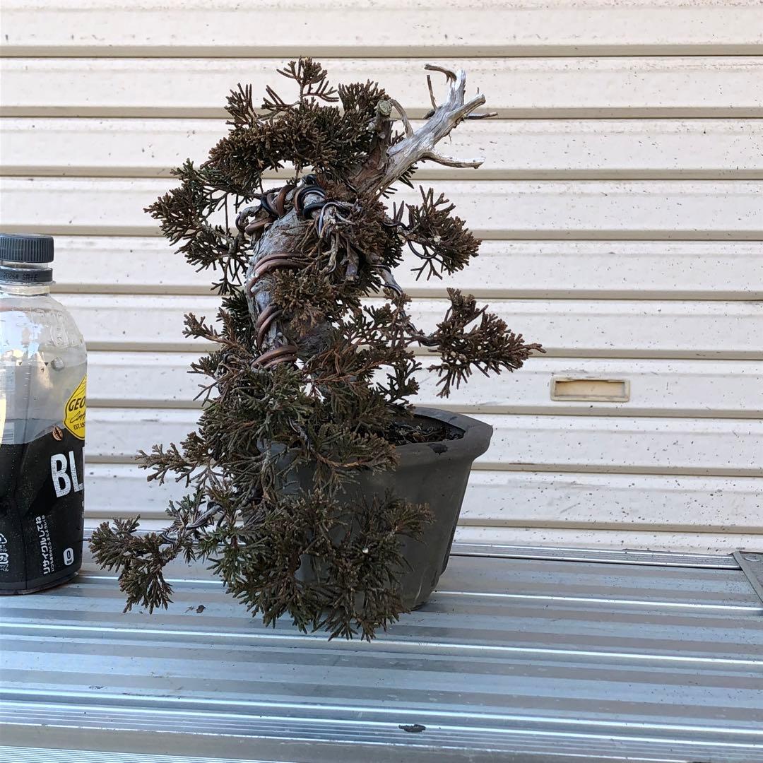 糸魚川真柏盆栽