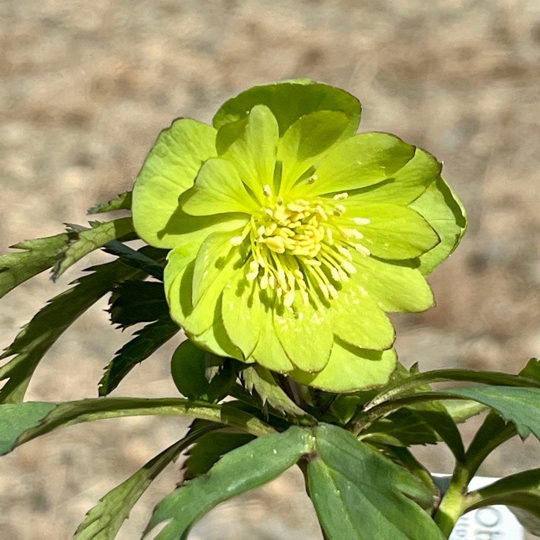 の*ん様 3307⭐️小輪⭐️リップ⭐️hercegovinus交配⭐️ギザギザ