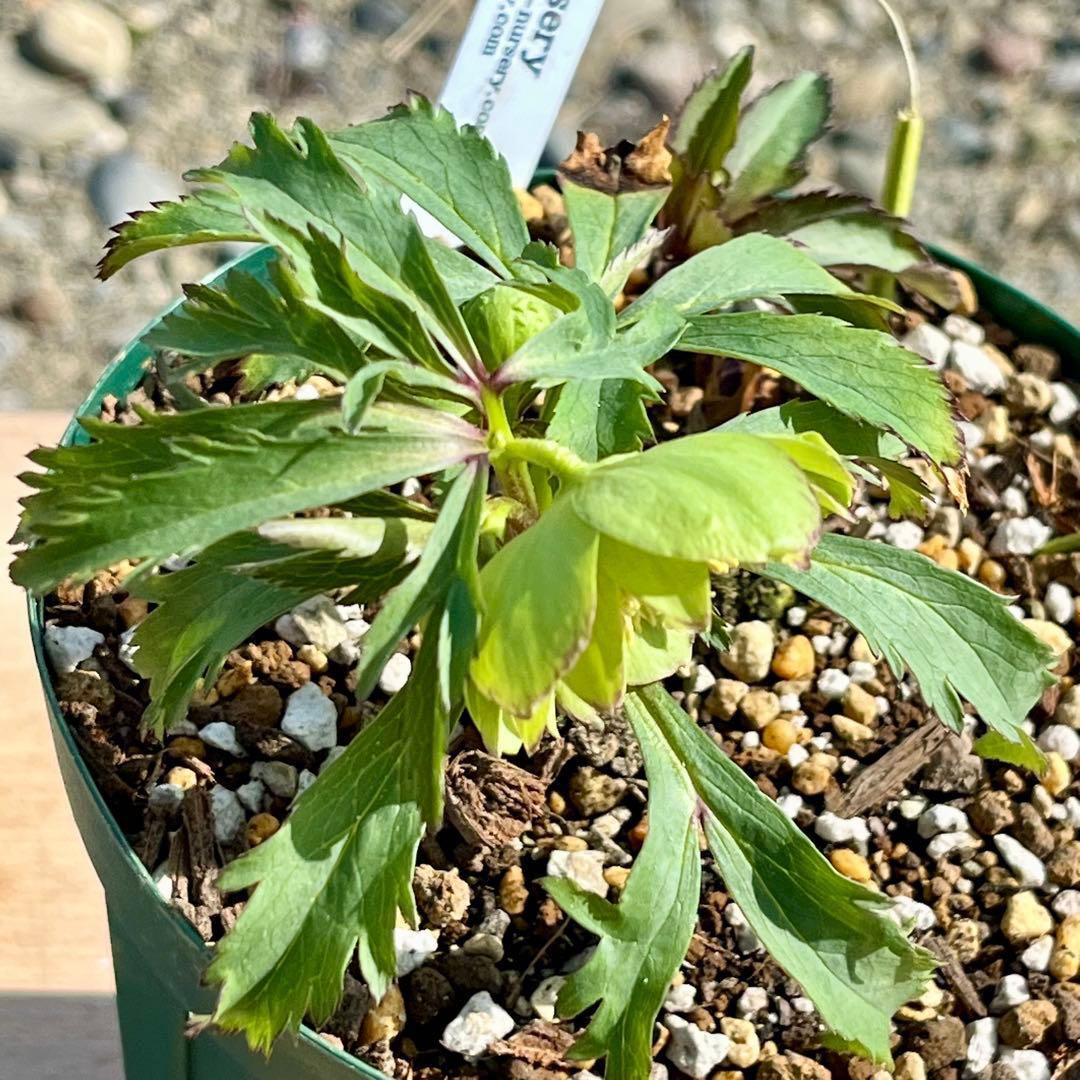 の*ん様 3307⭐️小輪⭐️リップ⭐️hercegovinus交配⭐️ギザギザ