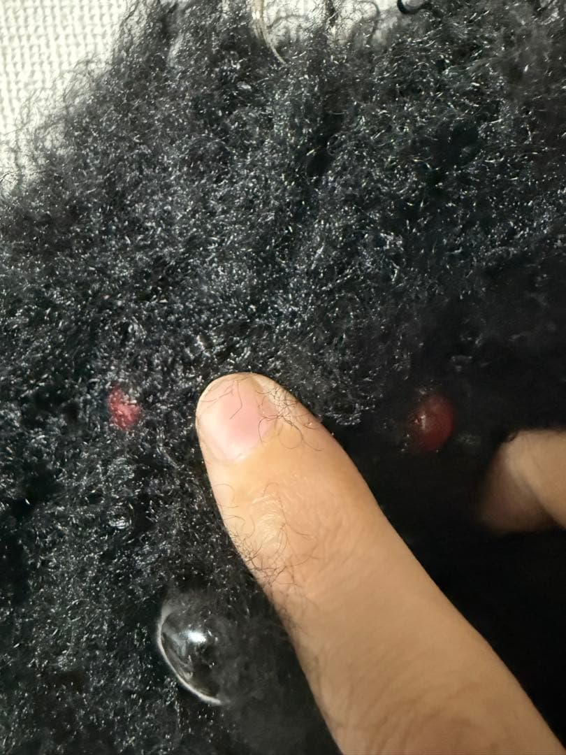 23aw Vaquera テディベア キーリング キーチェーン