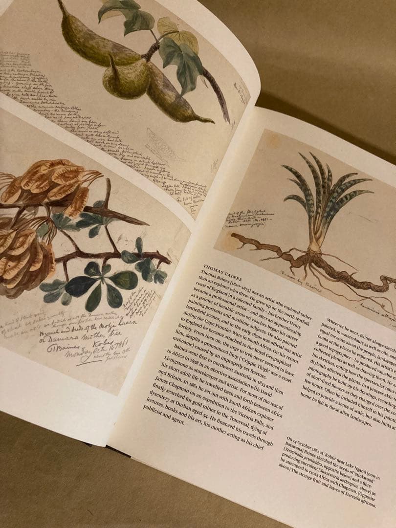 Botanical Sketchbooks 植物　スケッチ　絵画　洋書