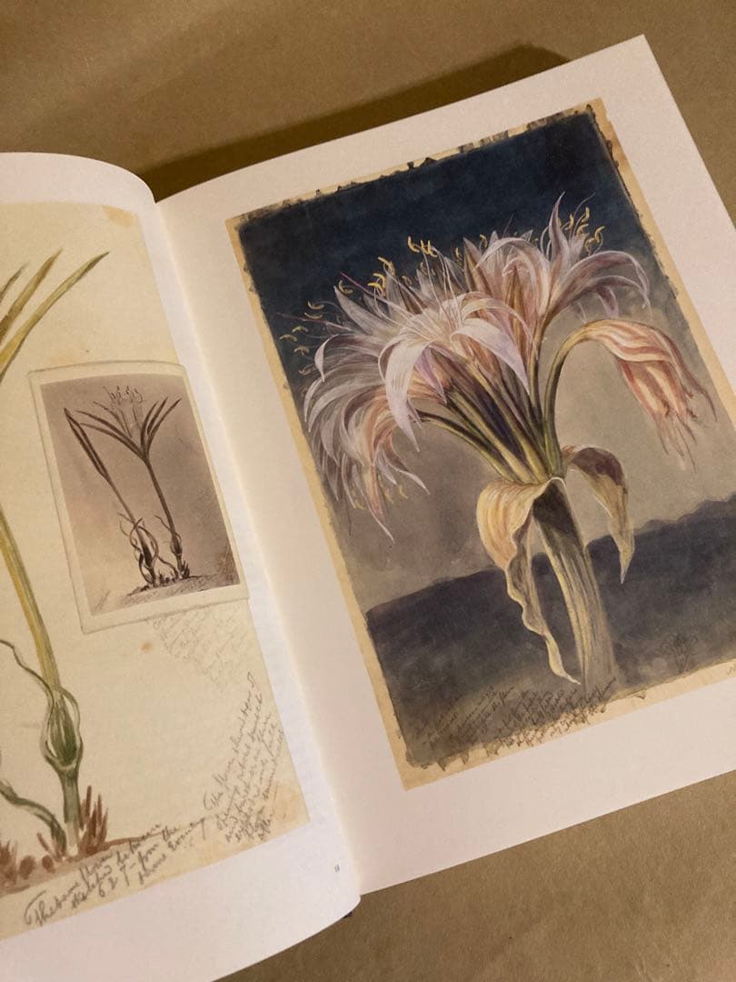 Botanical Sketchbooks 植物　スケッチ　絵画　洋書
