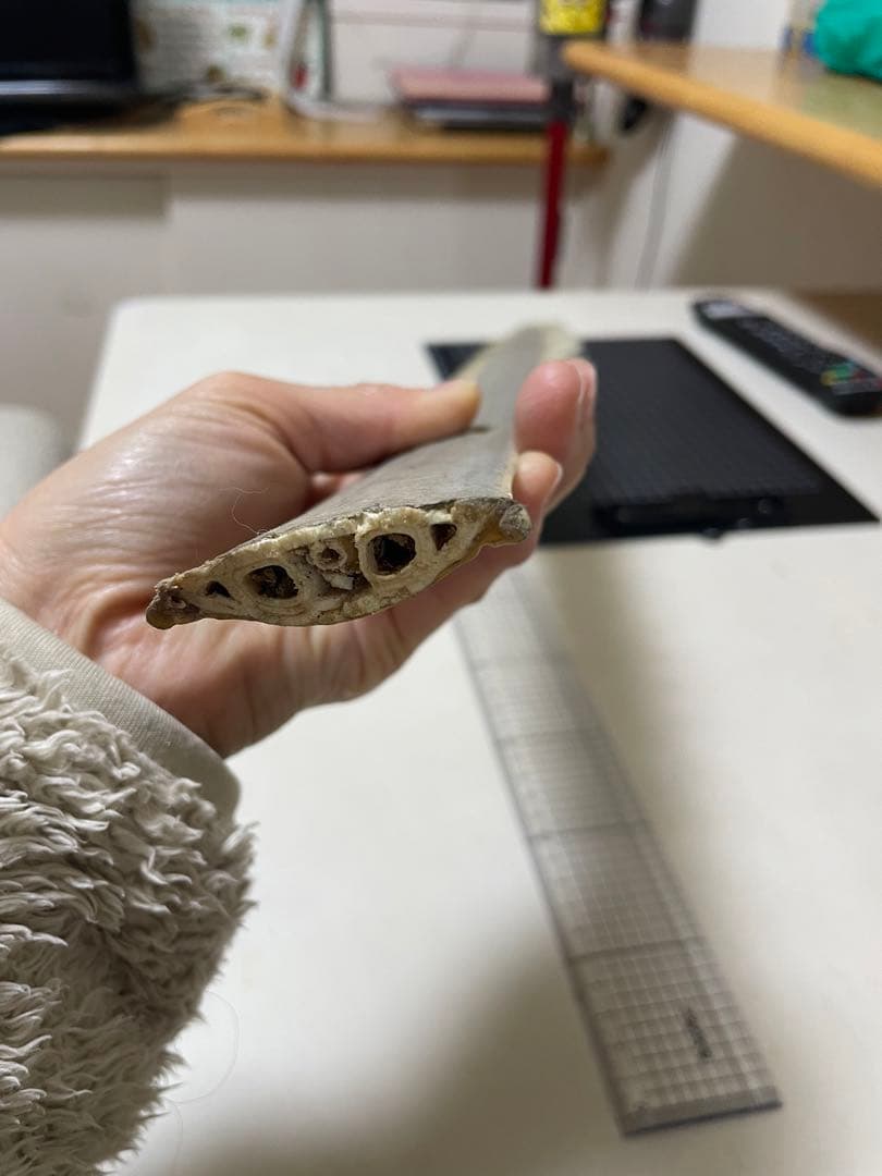 ノコギリザメの歯　標本