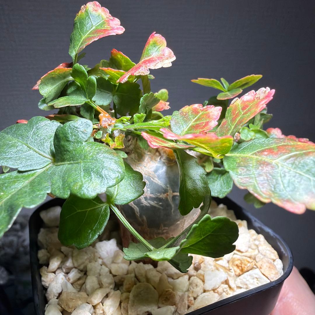 【最終値下げ】ブルセラ・ファガロイデス　国内実生　特選株　作り込み株