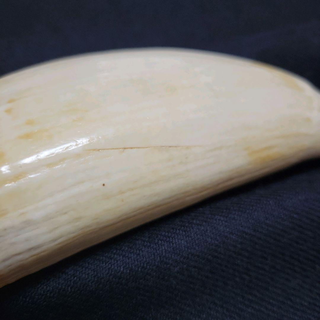 ☆　マッコウクジラ　鯨牙292.6g天然素材　印材　鯨牙　鯨歯