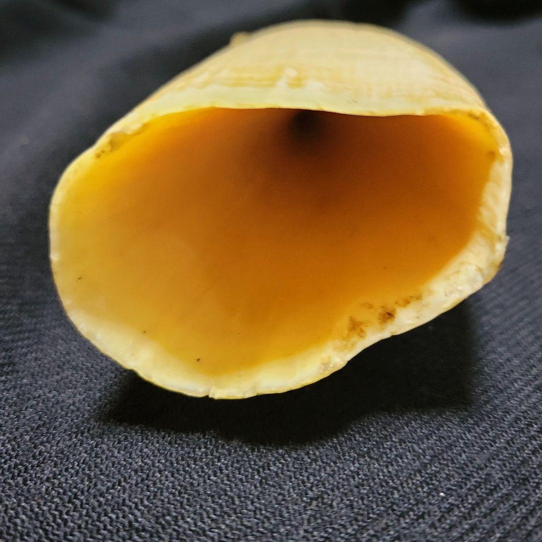 ☆　マッコウクジラ　鯨牙292.6g天然素材　印材　鯨牙　鯨歯