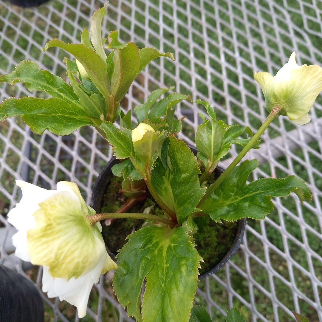 可愛いお花畑♪春色♪4個セット！クリスマスローズ、苗、開花株