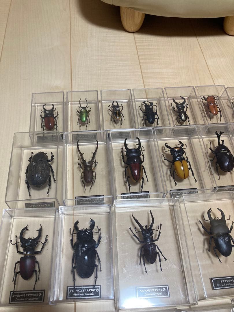 ディアゴスティーニ世界の昆虫全64種コンプリート　クワガタカブトムシ　フィギュア