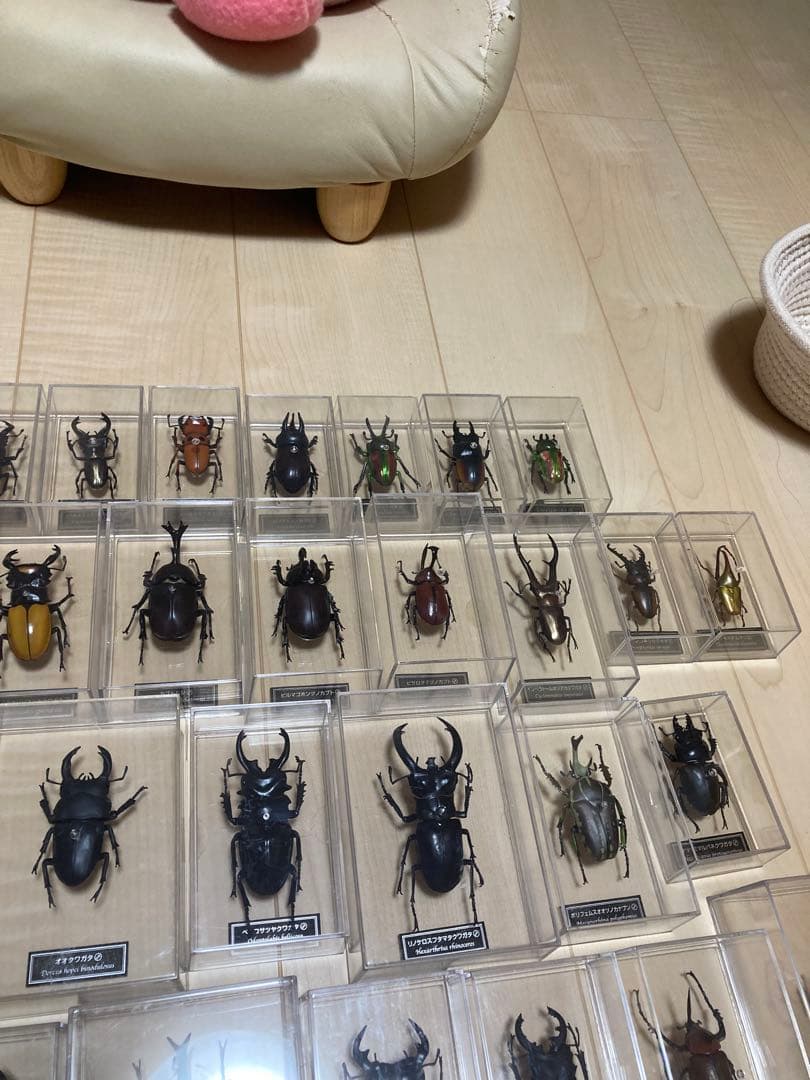 ディアゴスティーニ世界の昆虫全64種コンプリート　クワガタカブトムシ　フィギュア
