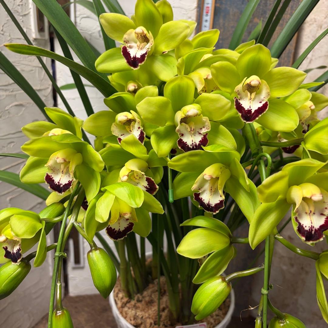 ペ*コ様 【特選】　洋蘭　シンビジューム　7寸4本立ち 陶器鉢