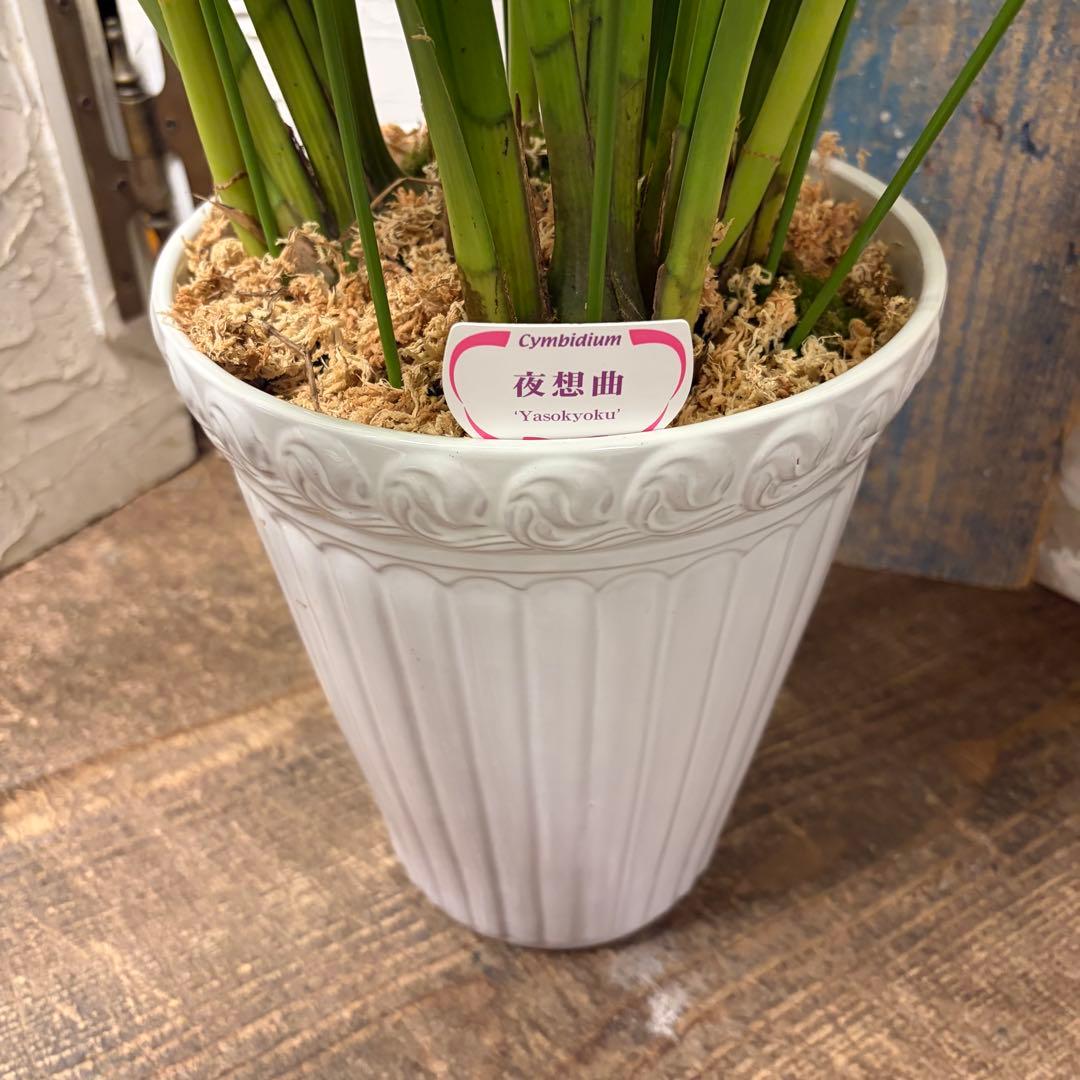 ペ*コ様 【特選】　洋蘭　シンビジューム　7寸4本立ち 陶器鉢