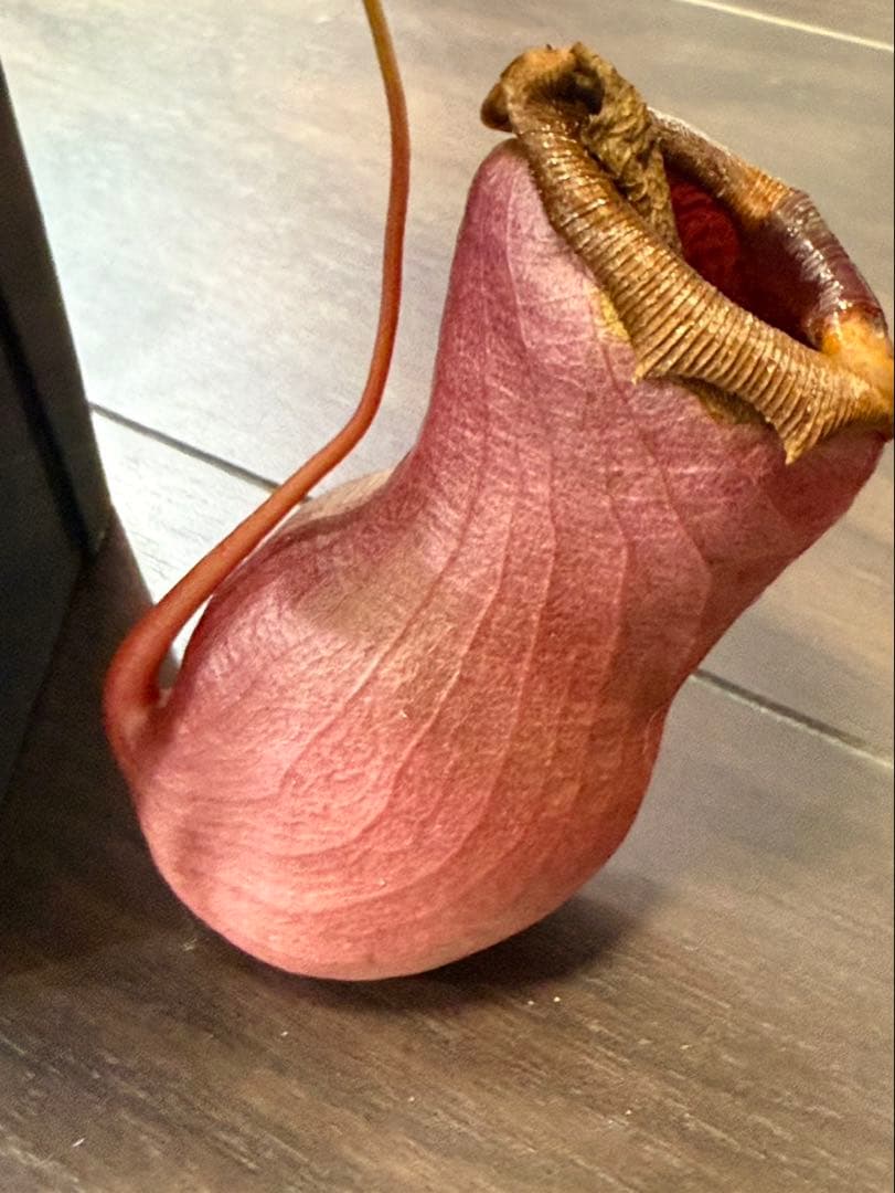 その他観葉植物 N. ventricosa Bicol, Luzon, Philippines.