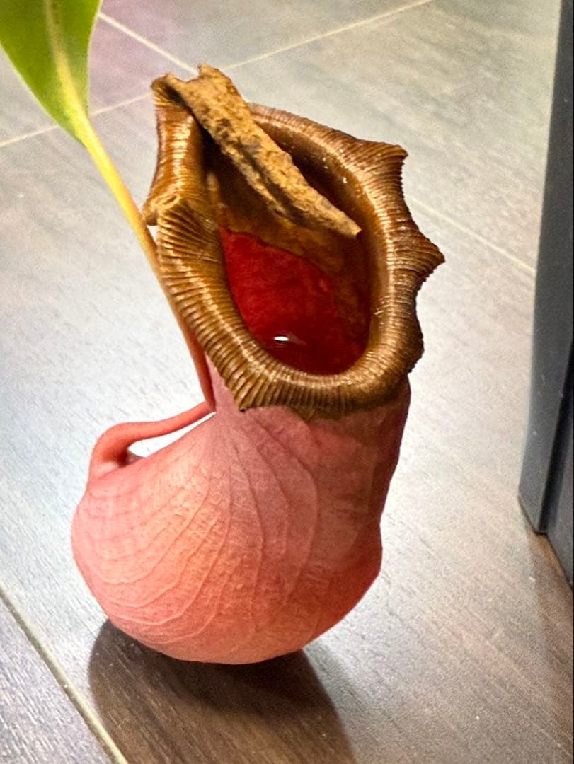 その他観葉植物 N. ventricosa Bicol, Luzon, Philippines.