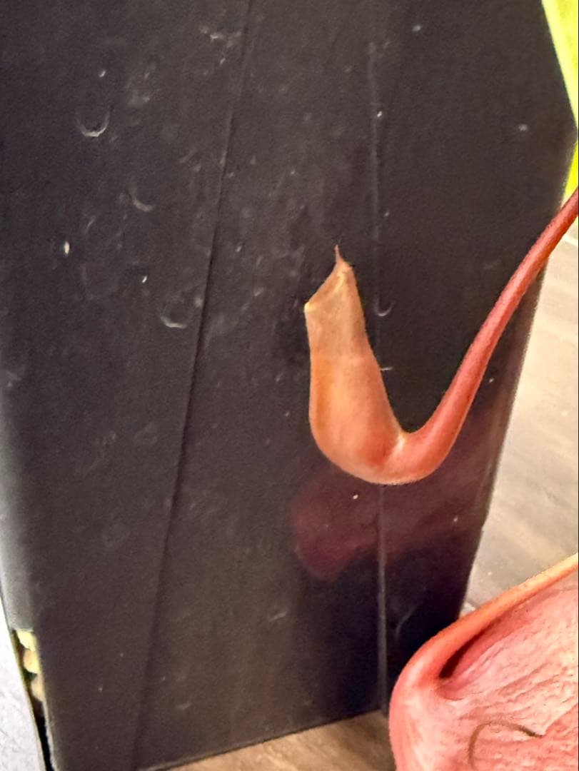 その他観葉植物 N. ventricosa Bicol, Luzon, Philippines.