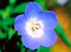 【予約品】ベビーブルーアイズ(30ml) 　FES フラワーエッセンス