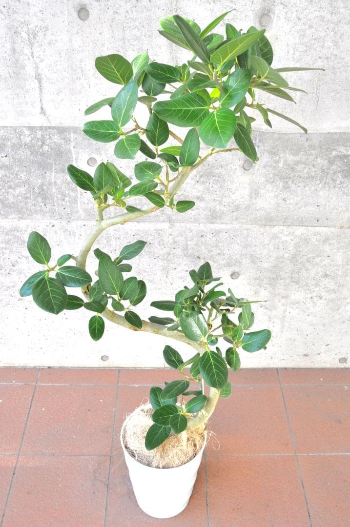 フィカス ベンガレンシス 8号 140cm S-shaped tree form