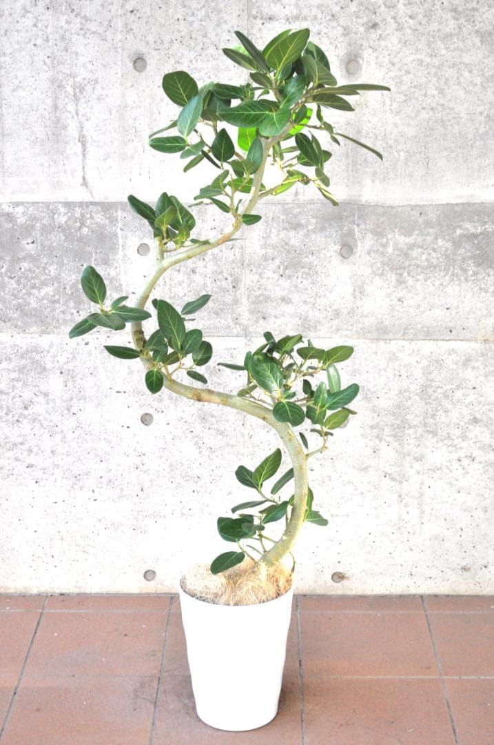 フィカス ベンガレンシス 8号 140cm S-shaped tree form