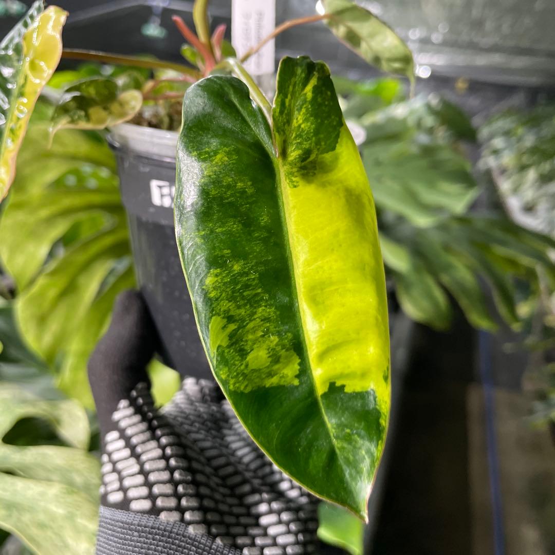 FD1 フィロデンドロン　ビレッティア　斑入り