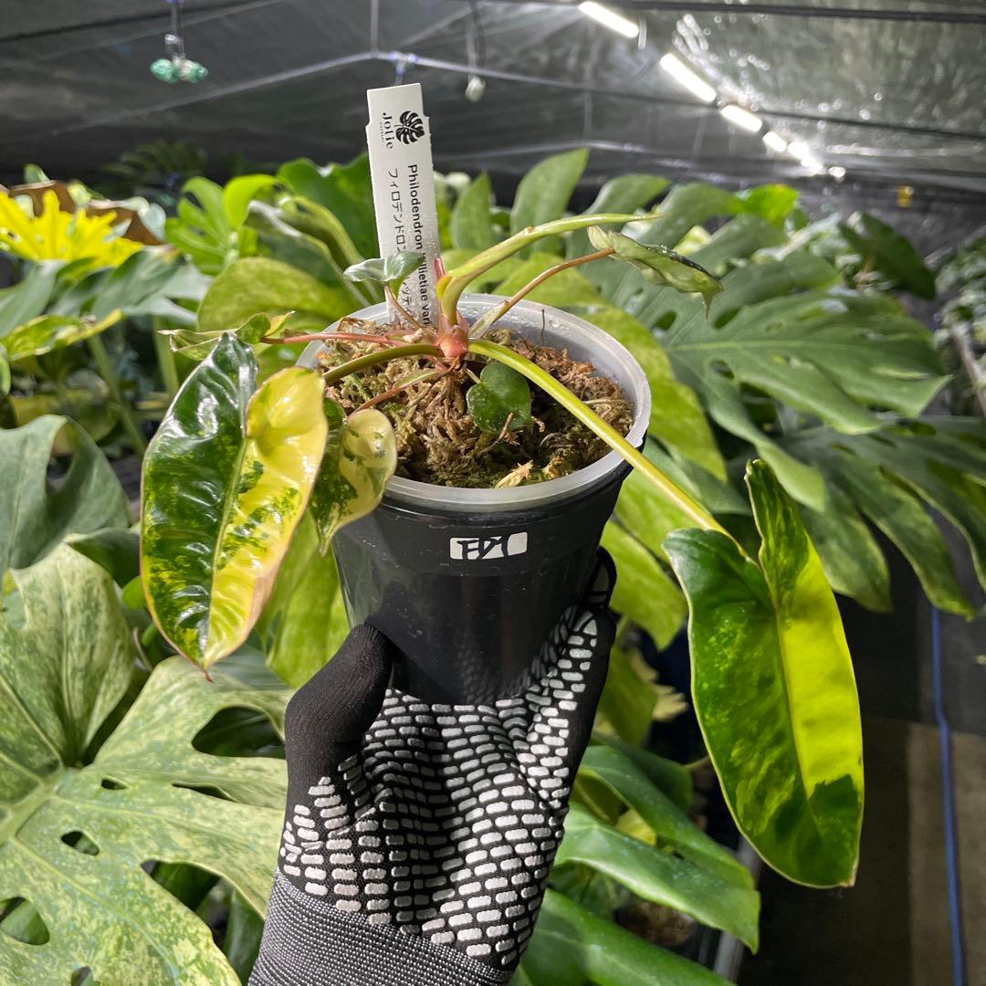 FD1 フィロデンドロン　ビレッティア　斑入り