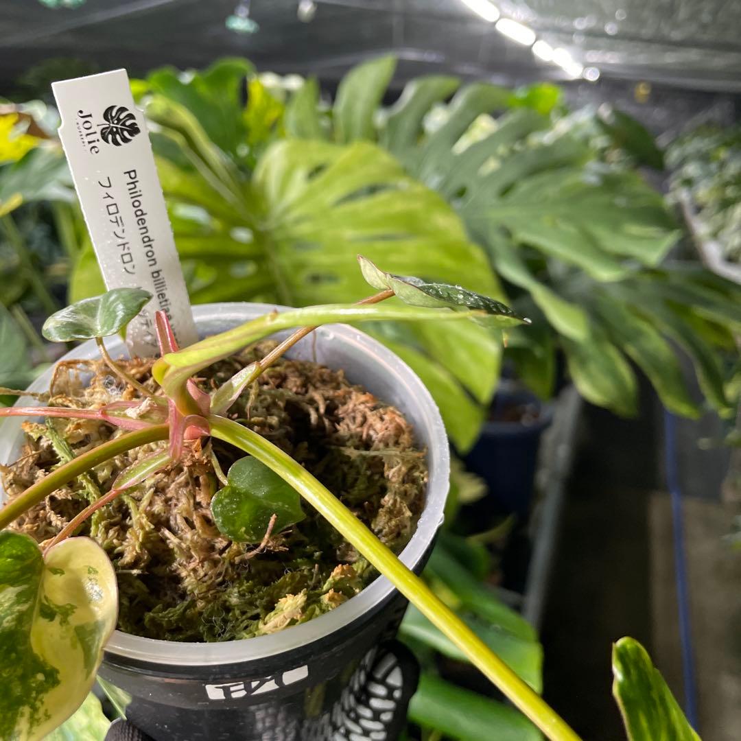 FD1 フィロデンドロン　ビレッティア　斑入り